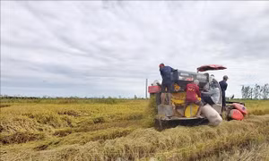 Lúa Thu Đông giá thấp nhưng nông dân vẫn có lãi