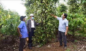 Hồ tiêu xanh tốt, hiệu quả cao nhờ canh tác hữu cơ