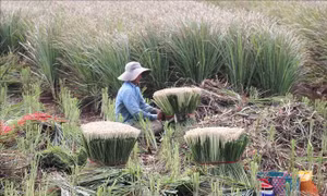 Phát triển vùng chuyên canh cây sả ở các xã cù lao