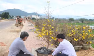 Bình Định có tuyến đường hoa mai vàng đầu tiên