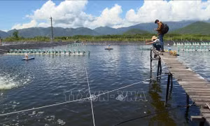 Lợi nhuận hàng chục tỷ đồng nhờ ứng dụng công nghệ trong nuôi tôm