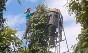 Nông dân vẫn kém vui dù giá hồ tiêu tăng