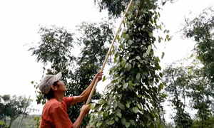 Giá hồ tiêu giảm, nông dân trồng tiêu ở Lâm Đồng thất thu  