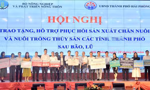 Cần sớm đầu tư vào vụ mới, chu kỳ chăn nuôi mới