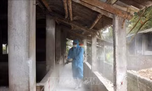 Áp dụng đồng bộ các biện pháp phòng chống dịch tả lợn châu Phi