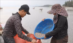 Người dân 'miền chân sóng' hào hứng đi cào dắt mùa biển động