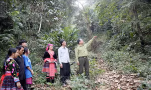 Bổ sung thêm nguồn lực cho phát triển kinh tế và môi trường rừng