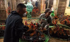 Cận Tết, hàng trăm tấn hàng đổ về các chợ đầu mối Hà Nội mỗi ngày 