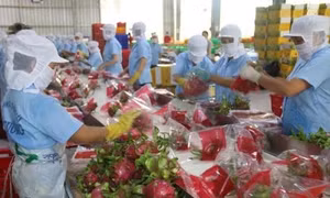 Tìm giải pháp tăng tính cạnh tranh cho chuỗi cung ứng nông sản