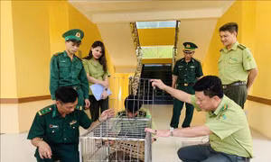 Bàn giao Khỉ mốc và Tê Tê cho vườn Quốc gia Vũ Quang