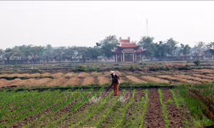 Lấy vụ Đông 'bù' vụ Mùa