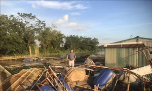 Nước lũ dâng cao, người nuôi cá lồng ở Hải Phòng đối mặt nguy cơ mất trắng