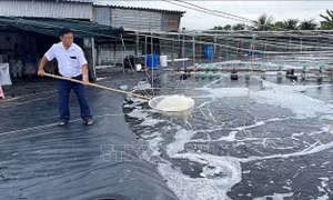 Giá tôm thẻ chân trắng tiếp tục giảm, nhiều hộ nuôi phải 'neo tôm'