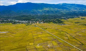 Mùa vàng trên cánh đồng Mường Thanh 