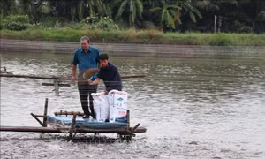 Giá cá rô phi giảm sâu, người nuôi thua lỗ nặng