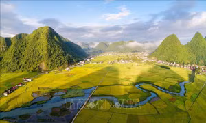 Rực rỡ mùa vàng ở thung lũng Bắc Sơn