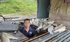Hàng tấn cá nuôi lồng bè trên sông Lam chết trắng