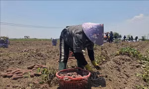 Cung vượt cầu, giá khoai lang tại Gia Lai giảm sâu