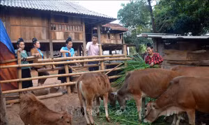 Vốn chính sách thành điểm tựa cho phụ nữ vùng cao