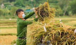Chiến sỹ công an Hương Sơn giúp dân thu hoạch lúa tránh bão
