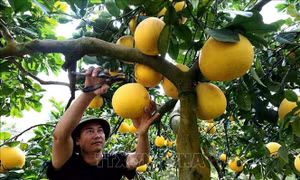 Phú Thọ ưu tiên cho vùng chuyên canh bưởi xuất khẩu