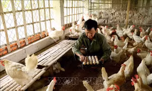 Cấp bách gỡ khó cho chăn nuôi gia cầm