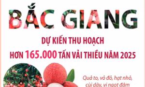 Bắc Giang: Dự kiến thu hoạch hơn 165.000 tấn vải thiều năm 2025