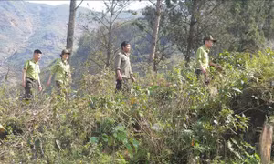 Nhiều cách làm hay phòng, chống cháy rừng mùa hanh khô