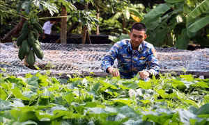 Tăng gia sản xuất trên quần đảo Trường Sa