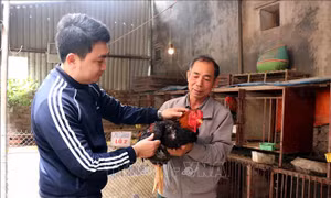 Bảo tồn và phát triển giống gà Hồ