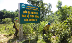 Biến 'bể chứa carbon' thành động lực giữ rừng, phát triển sinh kế