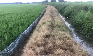 Người dân cần sử dụng thuốc diệt cỏ đúng cách