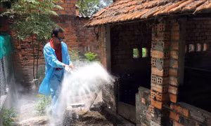 Các địa phương tập trung phòng, chống dịch tả lợn châu Phi