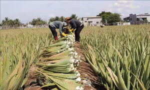 Nha đam Ninh Thuận hút hàng mùa nắng nóng
