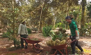Đắk Lắk kết nối tiêu thụ bơ và sầu riêng