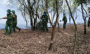Quảng Trị: Điều tra làm rõ nguyên nhân vụ cháy rừng phòng hộ ven biển