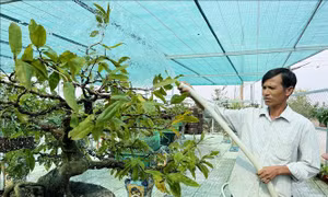 Làng mai Tân Tây và những định hướng phát triển mới