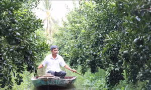 Nhà vườn trồng cam sành ở Trà Vinh thất thu nặng