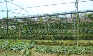 Thu nhập cao từ sản xuất, kinh doanh thực phẩm an toàn