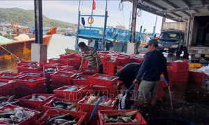 Ngư dân phấn khởi vì thắng lợi chuyến đi biển 'xuyên Tết'