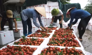Xuất khẩu trên 13.000 tấn quả vải tươi qua cửa khẩu Tân Thanh 