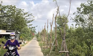 Hàng trăm cây xanh mới trồng đã bị chết khô