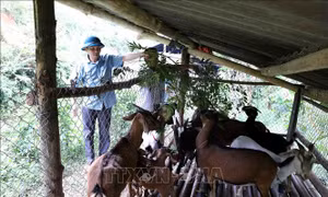 Hoàn thiện thể chế cho phát triển ngành nghề nông thôn