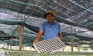Cấy mô mở hướng nâng tầm ngành hàng hoa cảnh Sa Đéc
