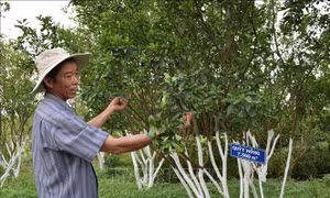 Khôi phục vùng quýt hồng Lai Vung
