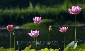 Mùa sen khoe sắc tại Trung Quốc