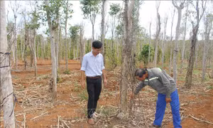 Khó khăn bủa vây người trồng tiêu Quảng Trị