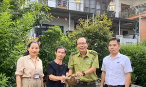Người dân chủ động giao nộp rùa núi viền quý hiếm