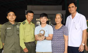Bắt được tê tê quý hiếm, một học sinh bàn giao cho Hạt Kiểm lâm