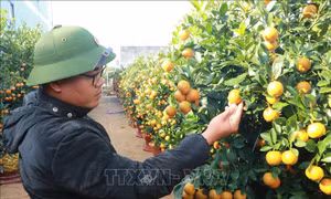 Sắc xuân rộn ràng trên những làng hoa, cây cảnh